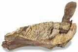 Fossil Hadrosaur (Edmontosaurus) Mandible - South Dakota #242455-3